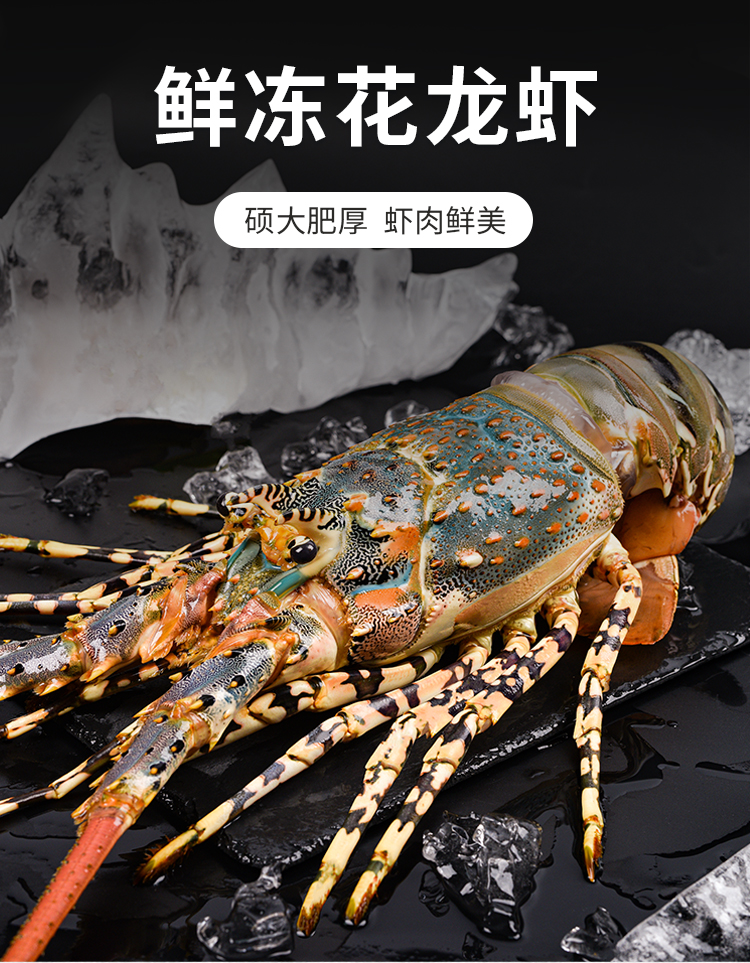东山岛龙虾·花龙
