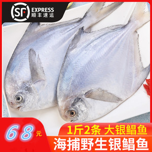 东山岛·白鲳鱼