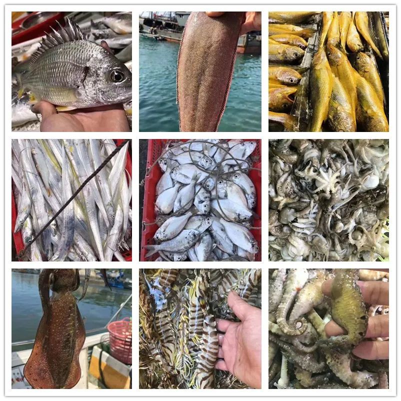 东山岛海鲜是渔民大叔们每天出海，依靠着自己多年的捕捞经验和技能小批量捕获，然后再用心挑选，只为保证每日海货的新鲜和品质。