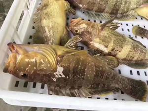 东山岛·石斑鱼