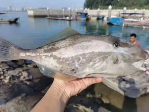 东山岛·扒皮鱼